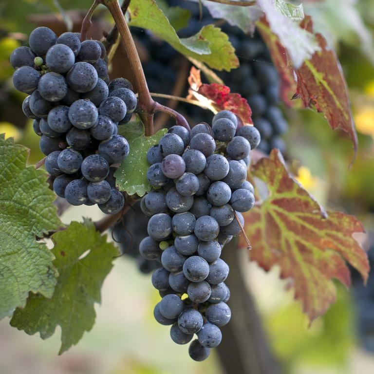 Albergo 'La Vigna' بروسيدا المظهر الخارجي الصورة