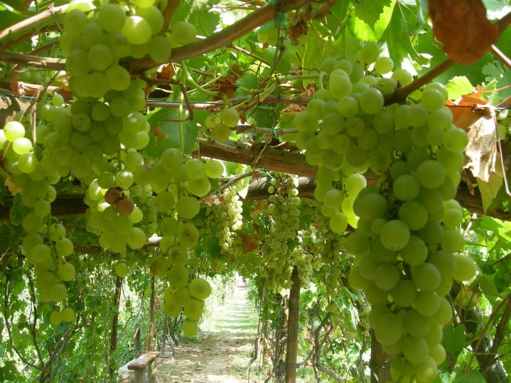 Albergo 'La Vigna' بروسيدا المظهر الخارجي الصورة