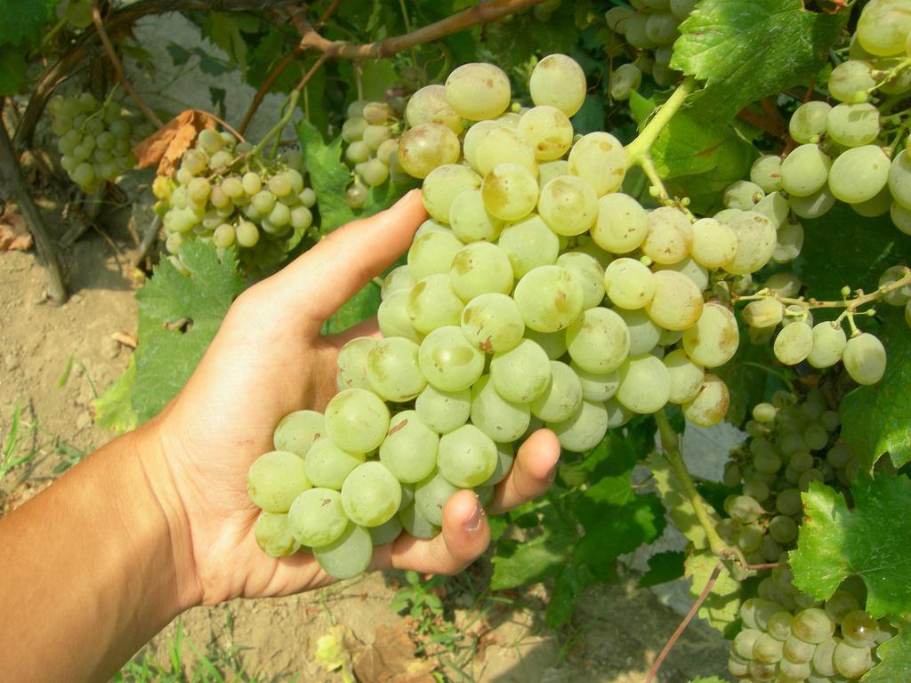 Albergo 'La Vigna' بروسيدا المظهر الخارجي الصورة